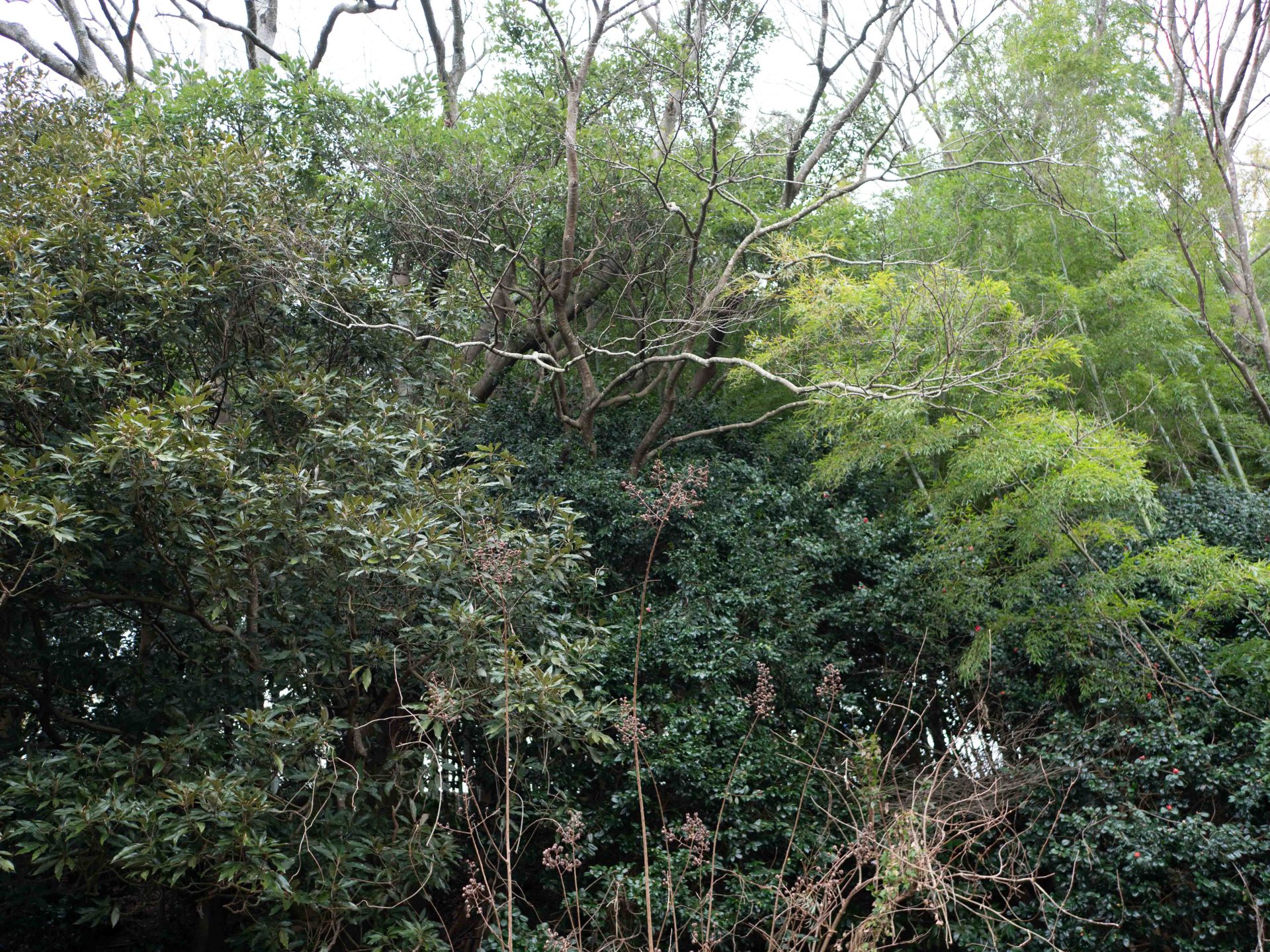 新居 景色　240203 (1 - 1)